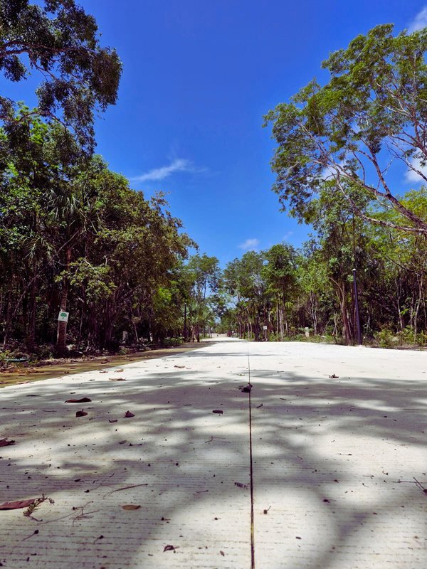 Photo of a finished tree-lined street with bike lane inside Via Arbolada